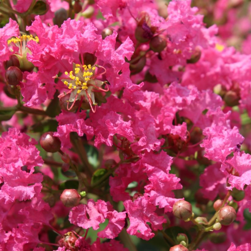 Lagerstroemia Yang Tse - Mirto crespo (Flowering)