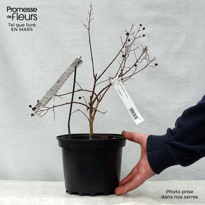 Example of Lagerstroemia Yang Tse - Mirto crespo Vaso da 3L/4L as you get in printemps