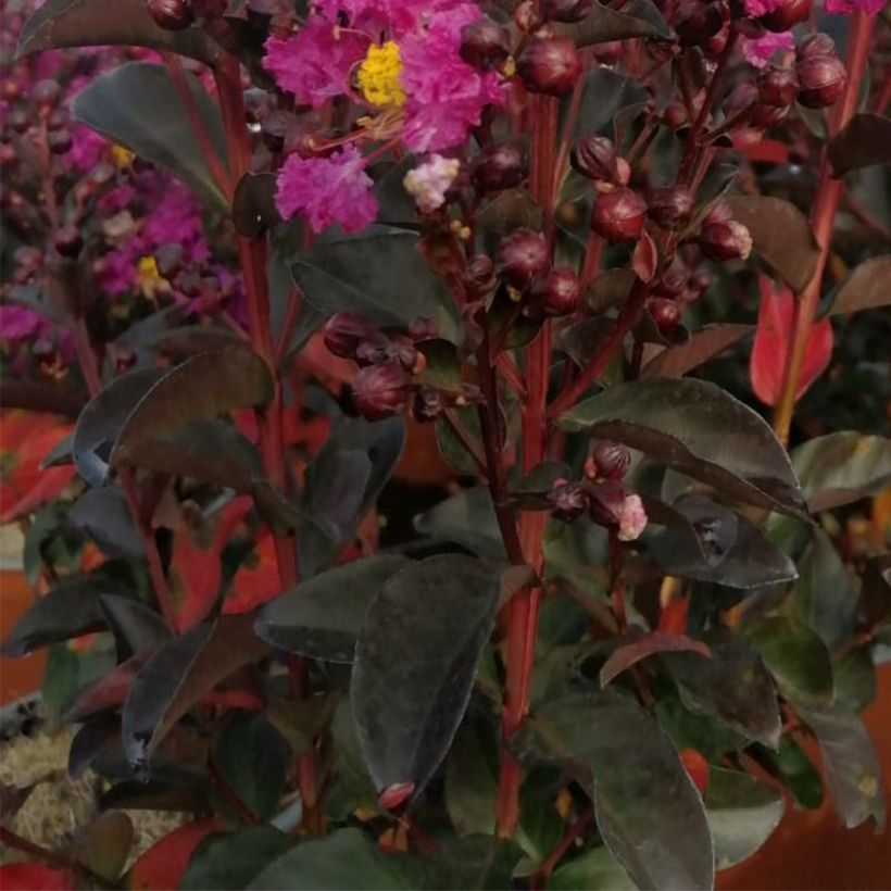 Lagerstroemia Rhapsody In Blue - Mirto crespo (Foliage)