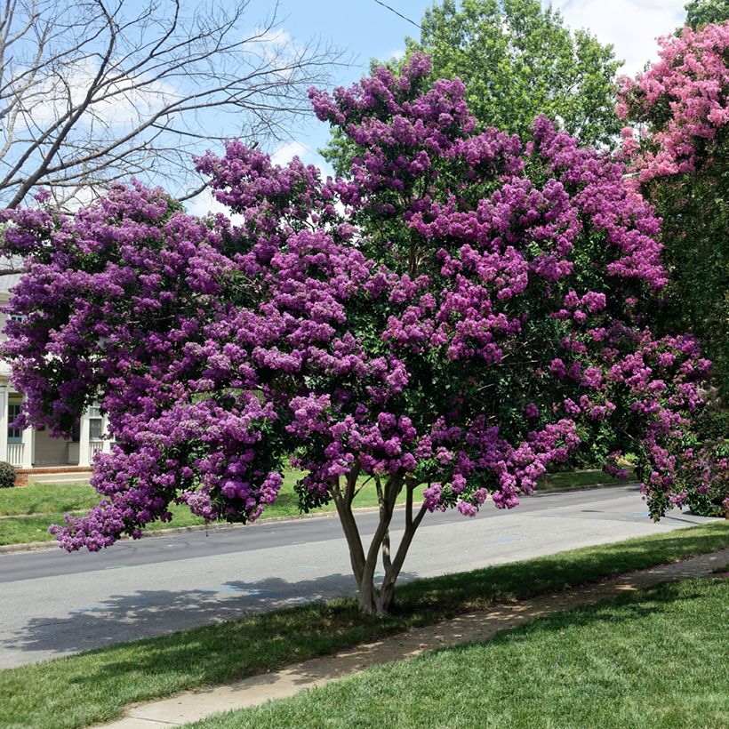 Lagerstroemia Violacea - Mirto crespo (Plant habit)
