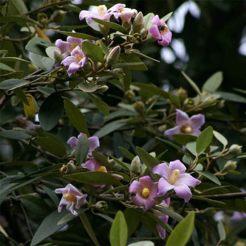 Lagunaria patersonii (Fioritura)