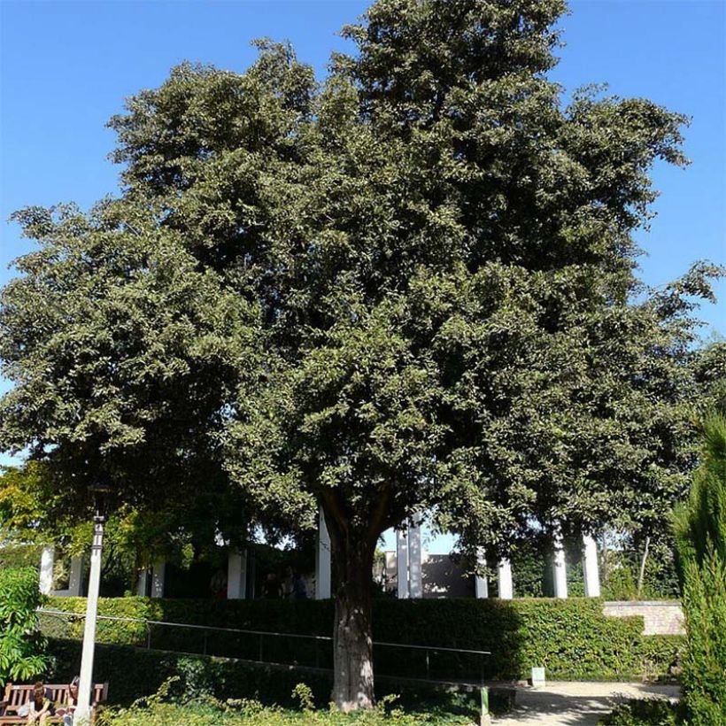 Lagunaria patersonii (Porto)