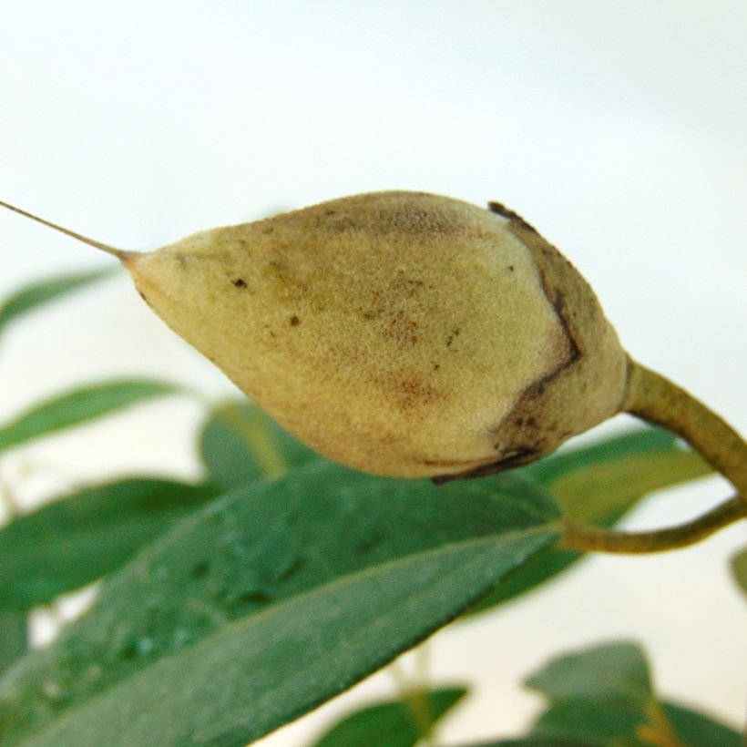 Lagunaria patersonii (Raccolta)