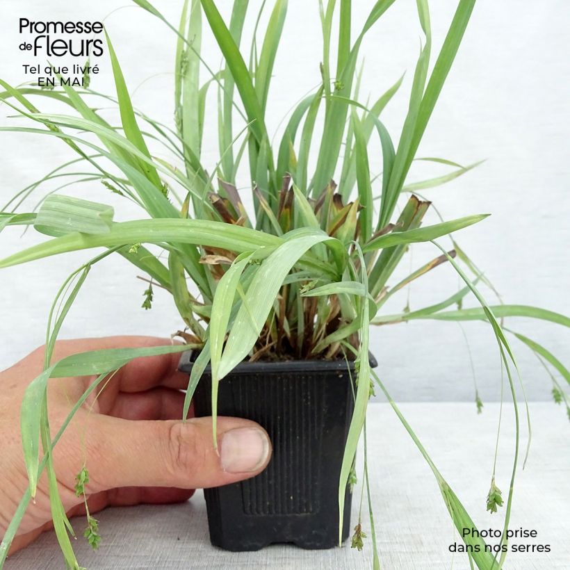 Example of Carex laxiculmis Bunny Blue Vasetto da 8/9 cm as you get in printemps