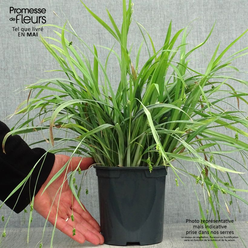 Example of Carex laxiculmis Bunny Blue Vaso da 2L/3L as you get in printemps