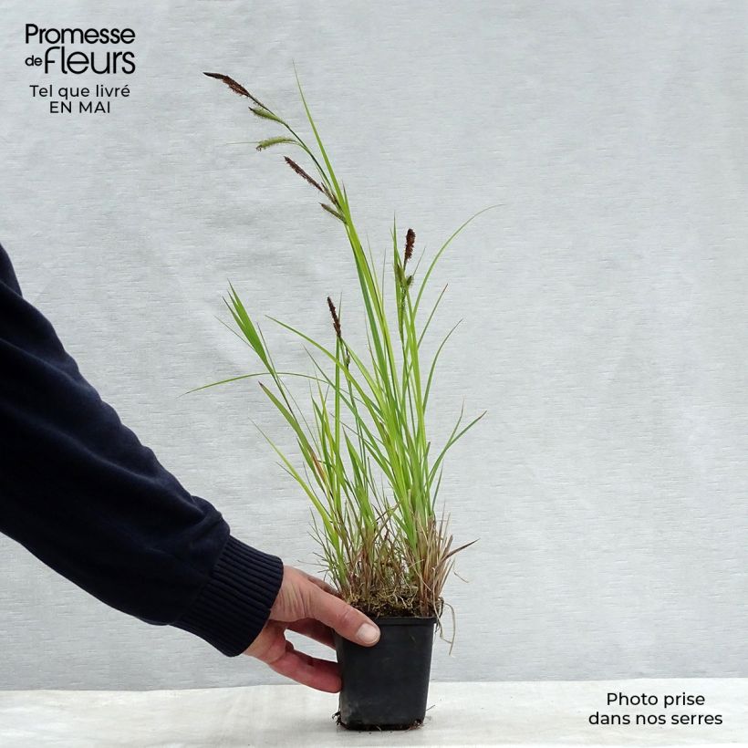 Carex riparia - Carice spondicola Vasetto da 8/9 cm esemplare consegnato in primavera