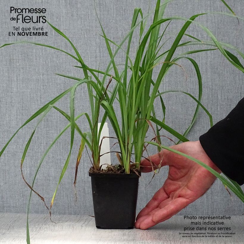 Esemplare di Carex riparia - Carice spondicola Vasetto da 8/9 cm come consegnato in autunno