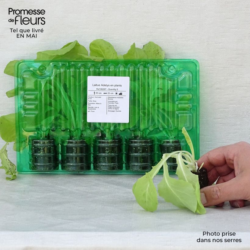 Lattuga a cappuccio Adelys zolla 4 cm x 4,5 cm esemplare consegnato in primavera