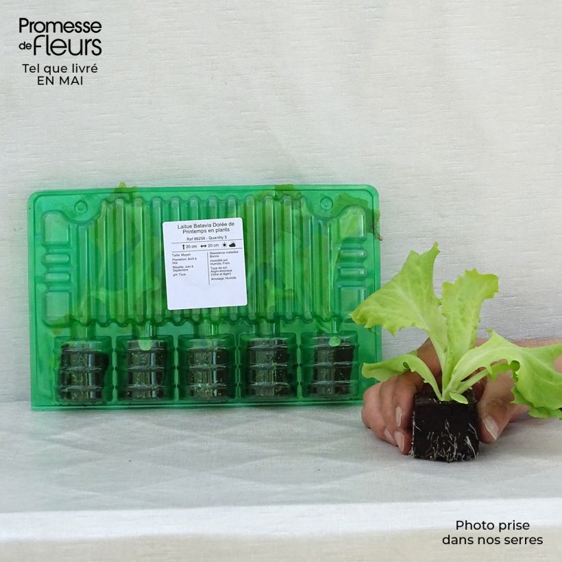 Example of Lattuga batavia Dorata di primavera (piante) zolla 4 cm x 4,5 cm as you get in printemps
