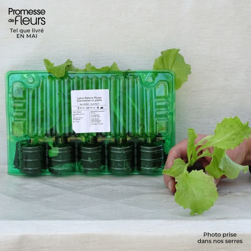 Lattuga batavia Rossa di Grenoble (piante) zolla 4 cm x 4,5 cm esemplare consegnato in primavera