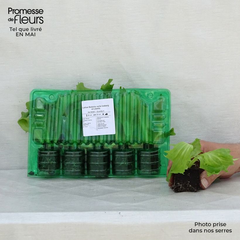 Lattuga batavia verde Iceberg zolla 4 cm x 4,5 cm esemplare consegnato in primavera