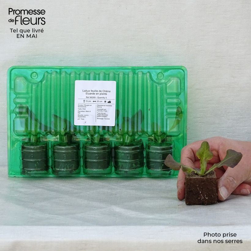 Lattuga a foglie di quercia Eluarde zolla 4 cm x 4,5 cm esemplare consegnato in primavera