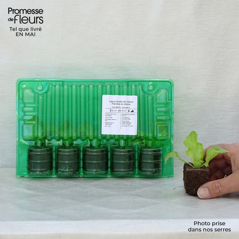 Example of Lattuga a foglie di quercia Panisse zolla 4 cm x 4,5 cm as you get in printemps