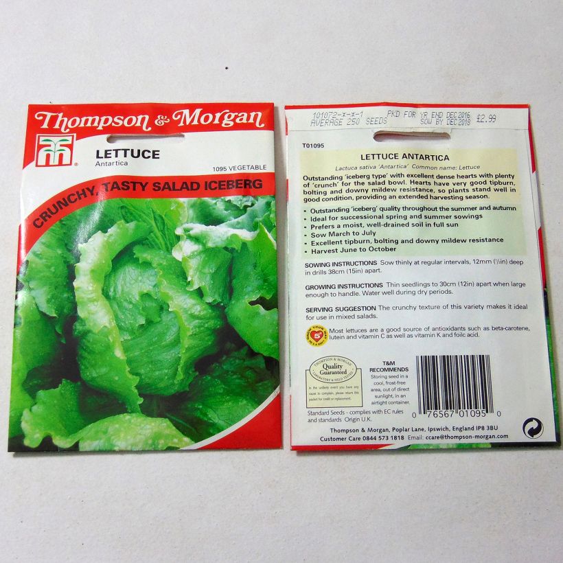 Esempio di esemplare Lattuga a cappuccio Antartica sacchetto di 250 semi circa come consegnato