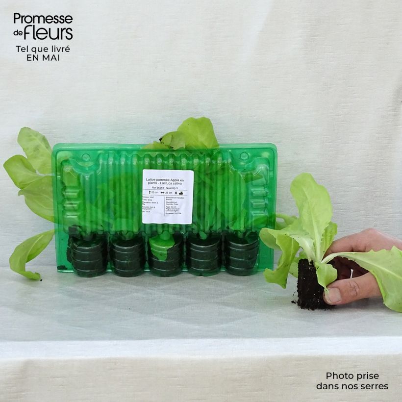 Example of Lattuga a cappuccio Appia (piante) zolla 4 cm x 4,5 cm as you get in printemps