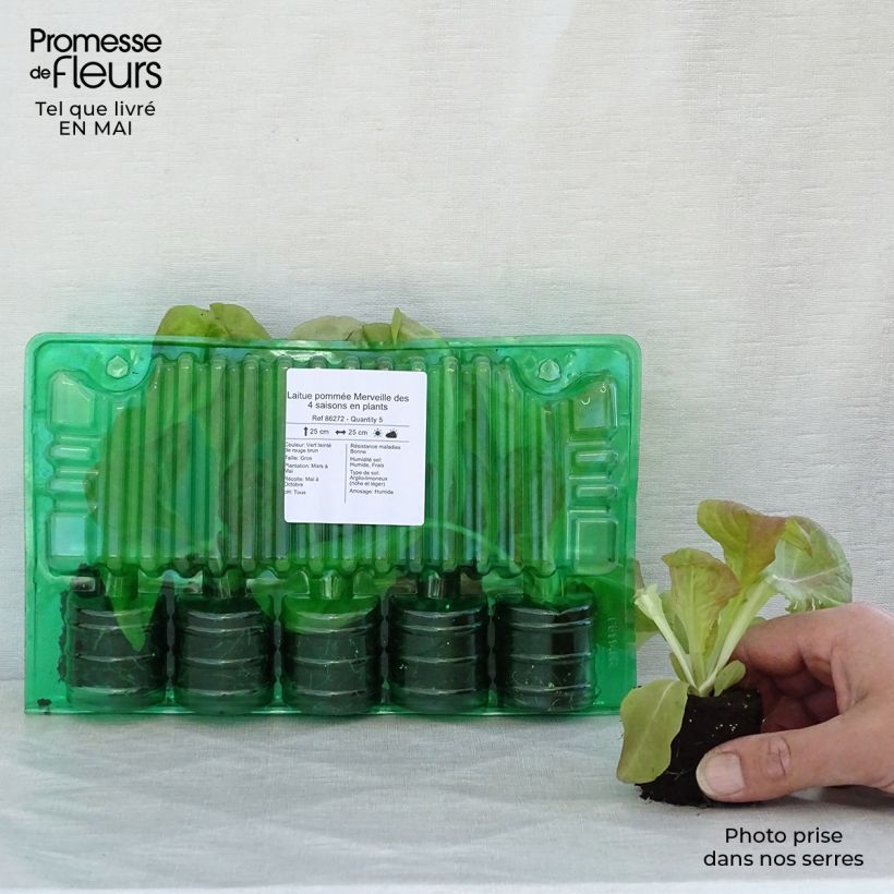 Lattuga a cappuccio Meraviglia della 4 stagioni (piante) zolla 4 cm x 4,5 cm esemplare consegnato in primavera