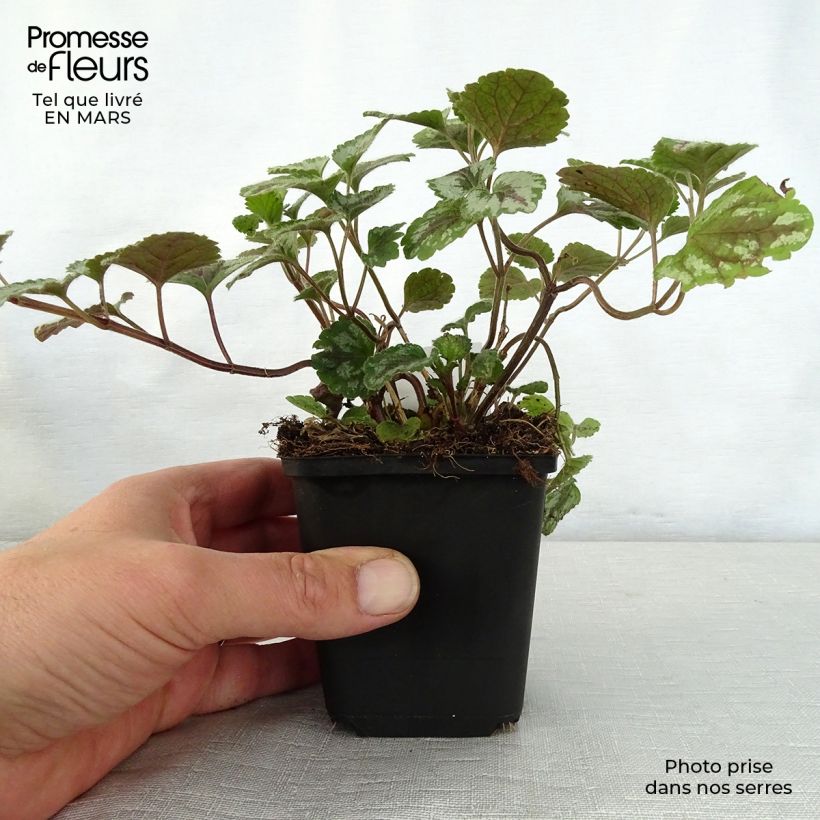 Example of Lamium galeobdolon Florentinum Vasetto da 8/9 cm as you get in printemps