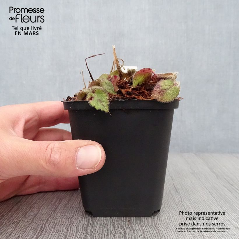 Lamium galeobdolon Kirkcudbright Dwarf Vasetto da 8/9 cm esemplare consegnato in primavera