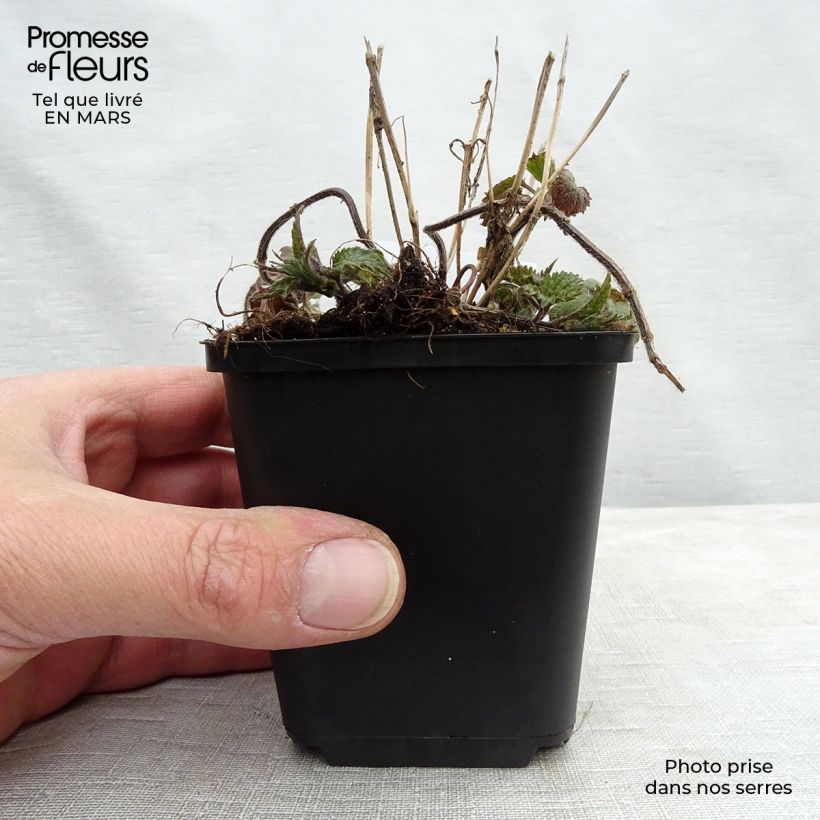 Example of Lamium galeobdolon - Falsa ortica gialla Vasetto da 8/9 cm as you get in printemps