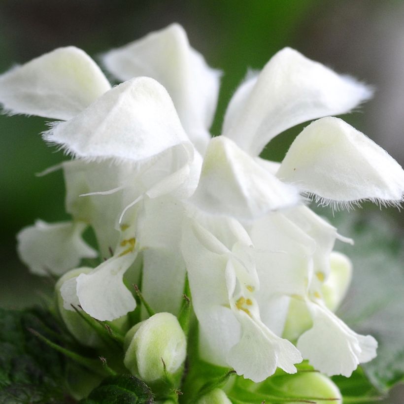 Lamium maculatum Album (Flowering)