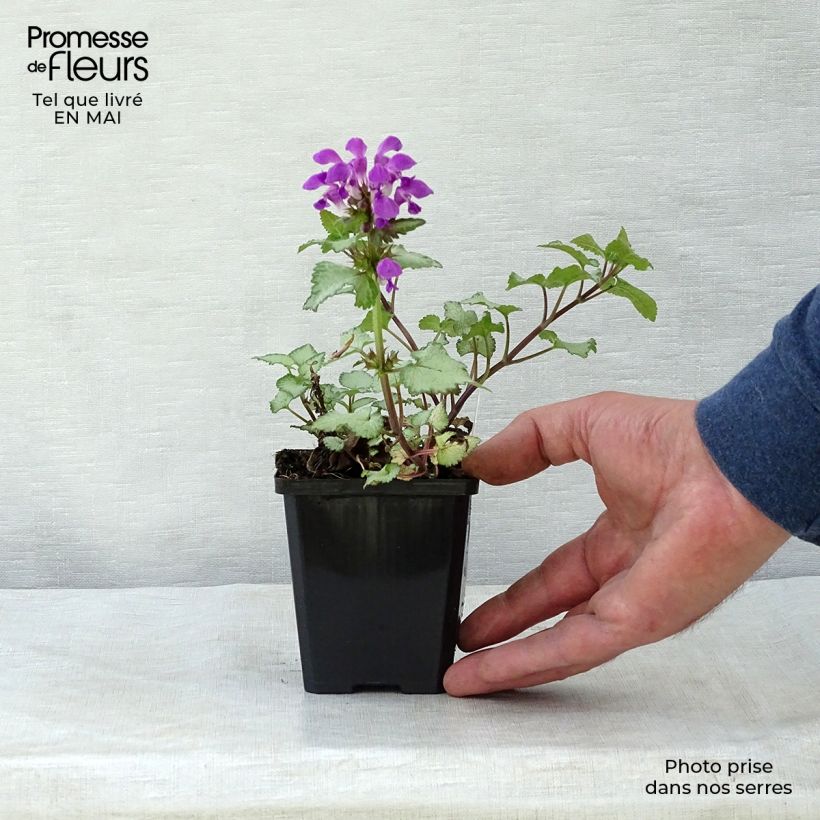 Example of Lamium maculatum Beacon Silver Vasetto da 8/9 cm as you get in printemps