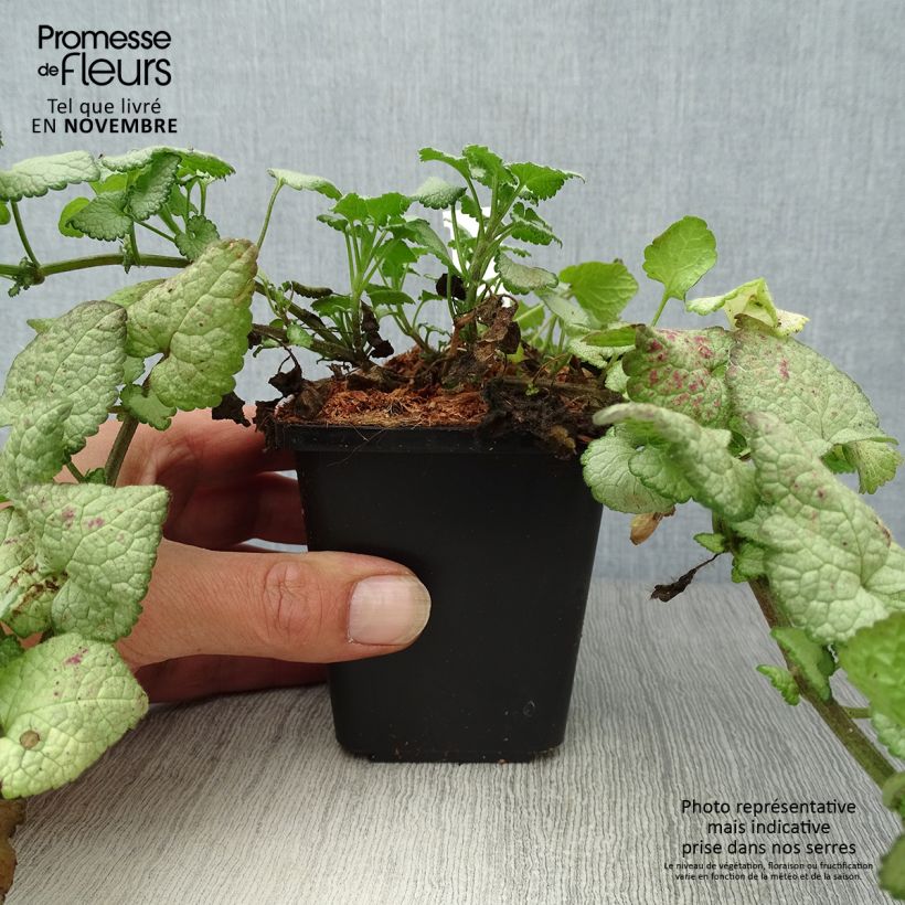 Esemplare di Lamium maculatum Beacon Silver Vasetto da 8/9 cm come consegnato in autunno
