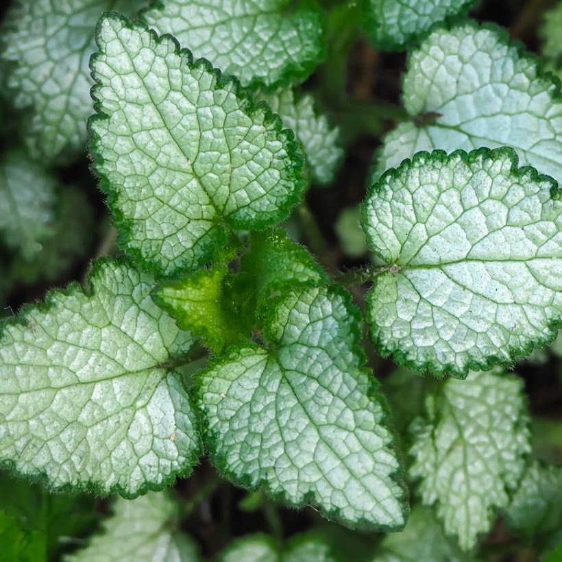 Lamium maculatum Beacon Silver (Foliage)