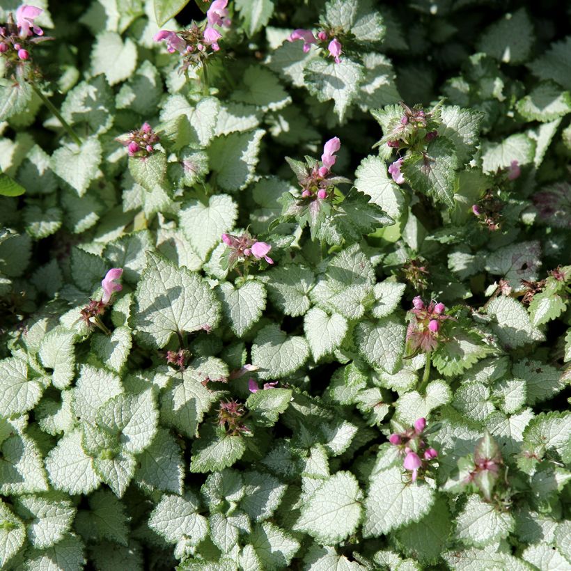 Lamium maculatum Beacon Silver (Plant habit)