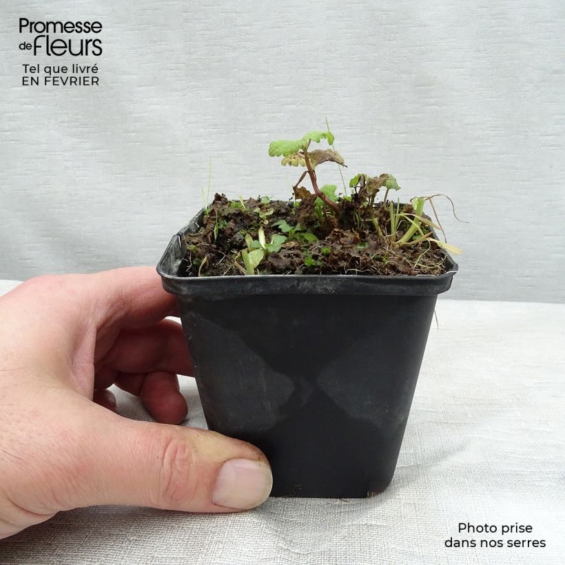 Lamium maculatum Cannon's Gold Vasetto da 8/9 cm esemplare consegnato in inverno