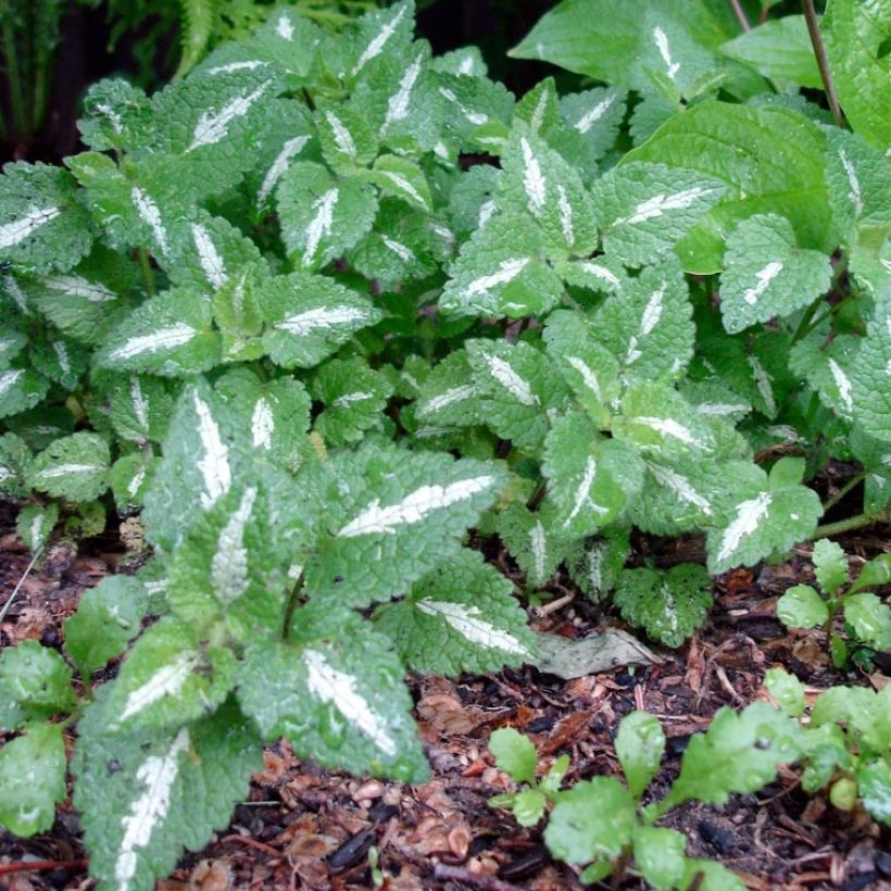Lamium maculatum Chequers (Foliage)