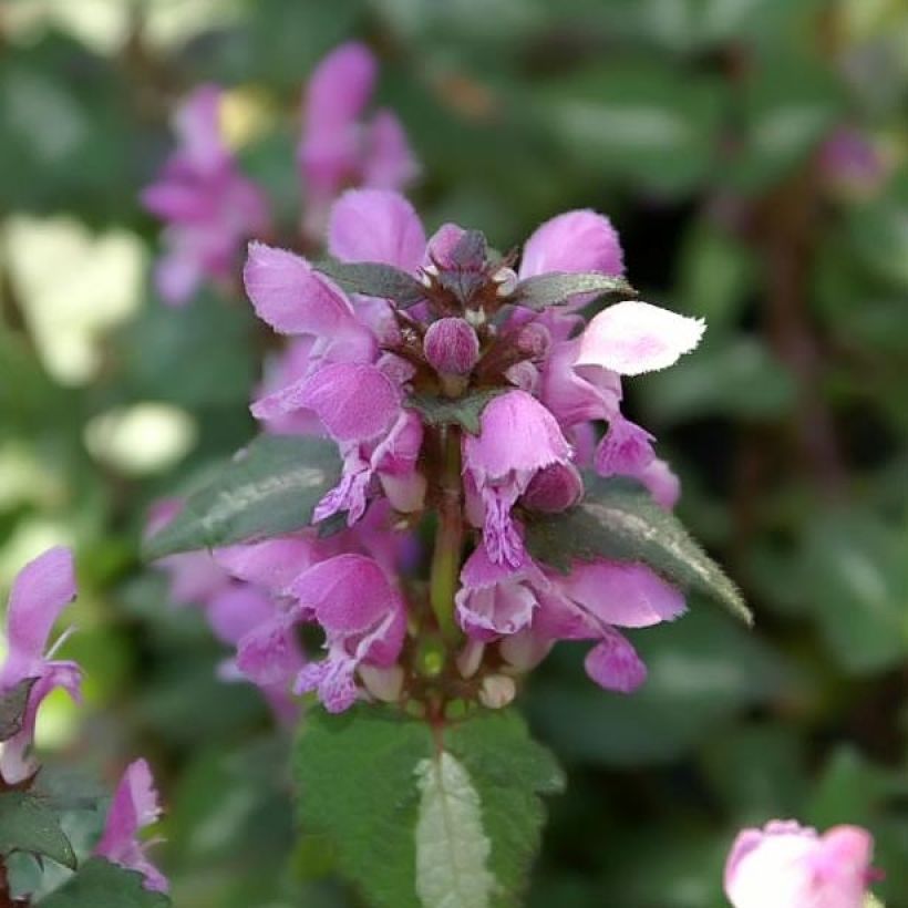Lamium maculatum Chequers (Flowering)