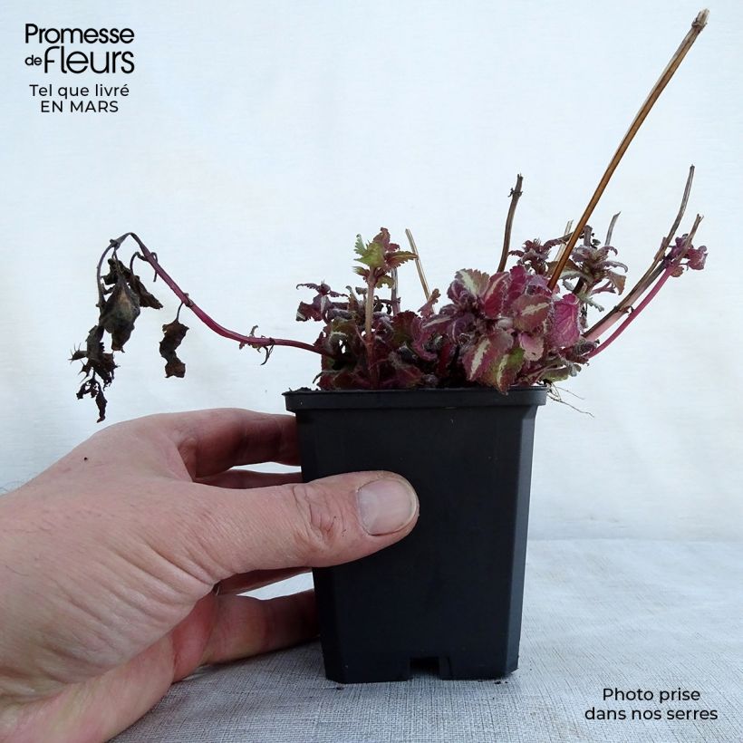 Example of Lamium maculatum Chequers Vasetto da 8/9 cm as you get in printemps