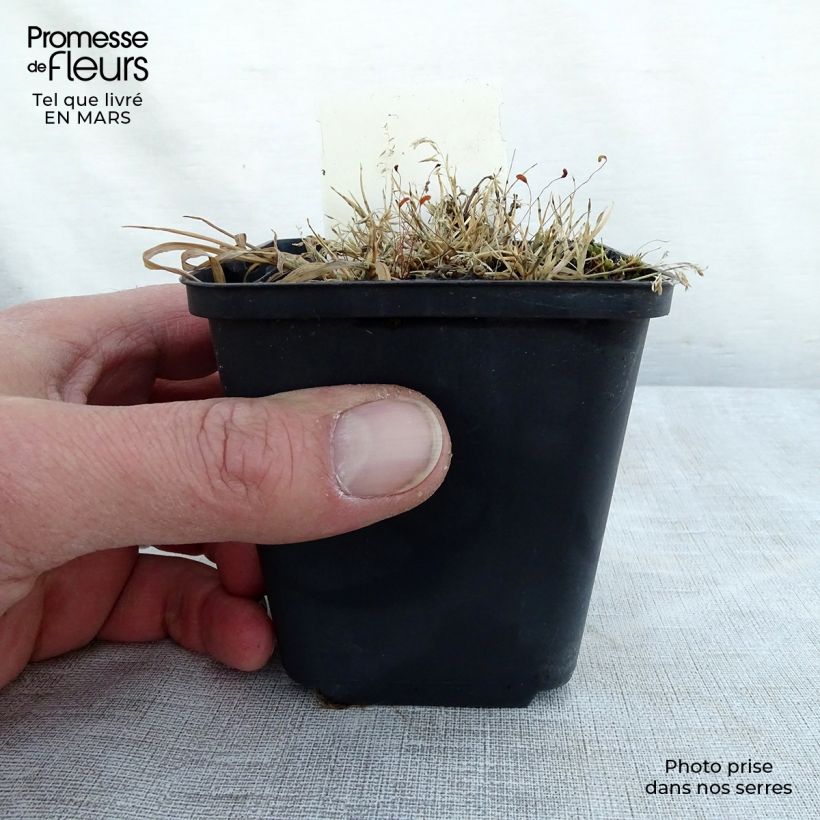 Lamium maculatum Golden Nuggets Vasetto da 8/9 cm esemplare consegnato in primavera