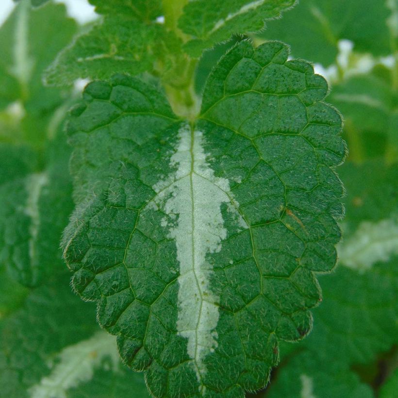 Lamium maculatum Roseum (Foliage)