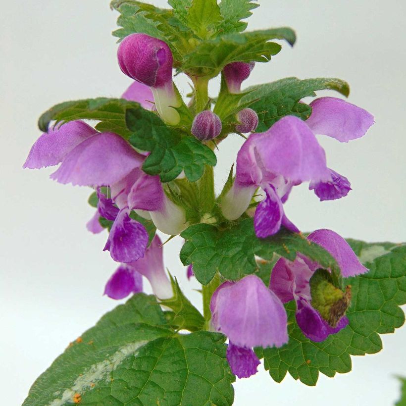 Lamium maculatum Roseum (Flowering)