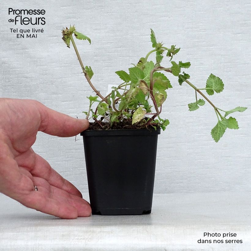 Example of Lamium maculatum Roseum Vasetto da 8/9 cm as you get in printemps