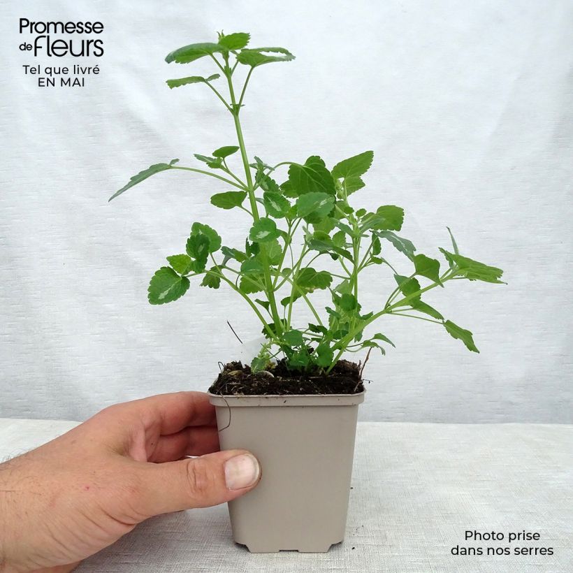 Lamium maculatum Shell Pink Vasetto da 8/9 cm esemplare consegnato in primavera