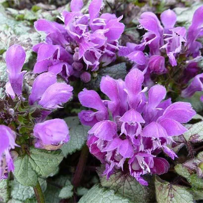 Lamium maculatum Silver Sterling (Flowering)