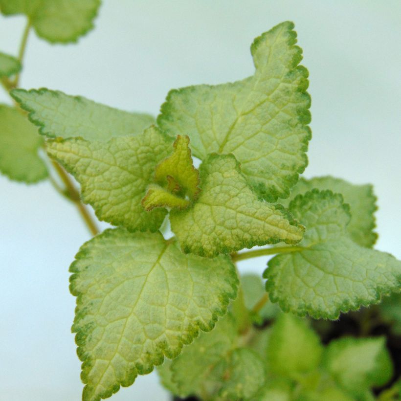 Lamium maculatum Silver Sterling (Foliage)