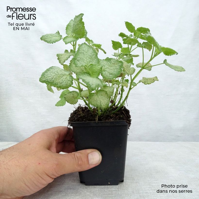 Lamium maculatum White Nancy Vasetto da 8/9 cm esemplare consegnato in primavera