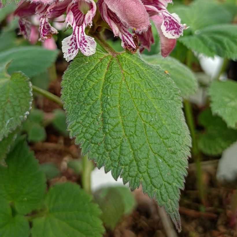 Lamium orvala - Falsa ortica maggiore (Fogliame)