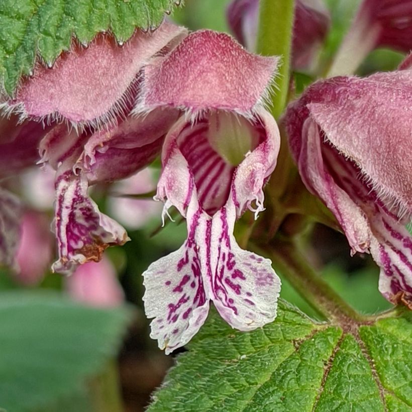 Lamium orvala - Falsa ortica maggiore (Fioritura)