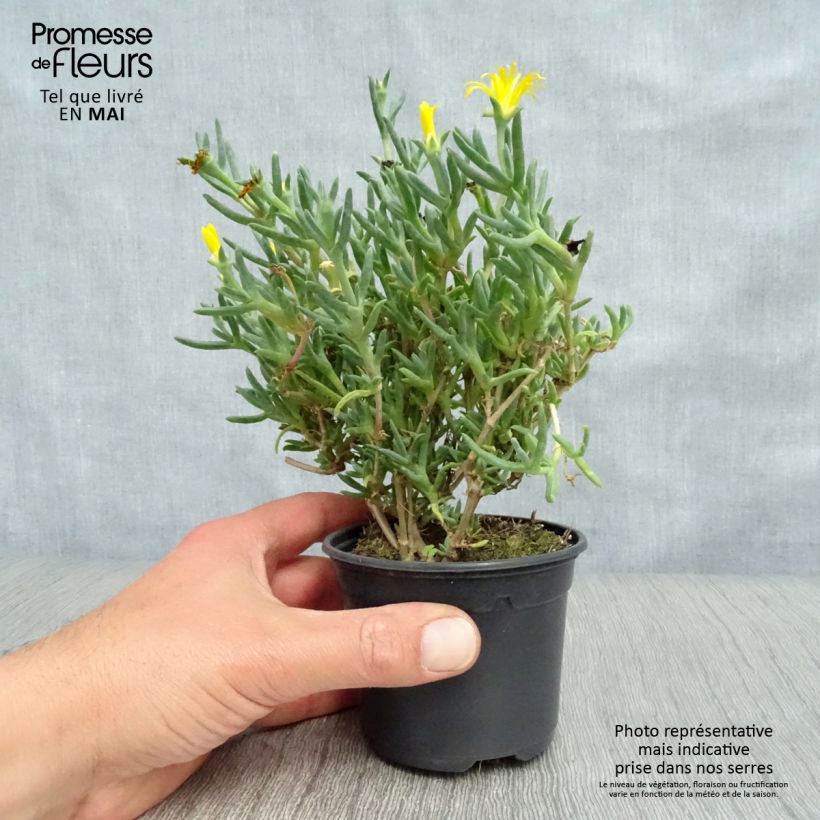 Lampranthus aurantiacus Yellow Vasetto da 8/9 cm esemplare consegnato in primavera