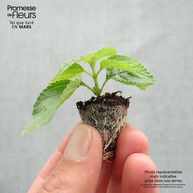 Lantana Bloomify Red mini zolla... esemplare consegnato in primavera