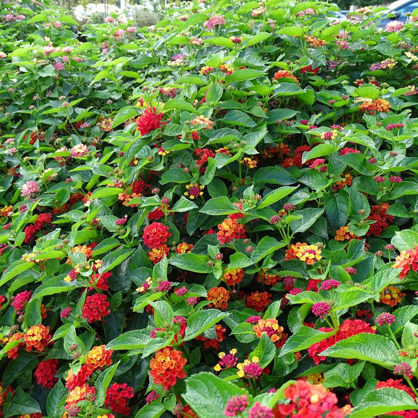 Lantana Bloomify Red (Porto)