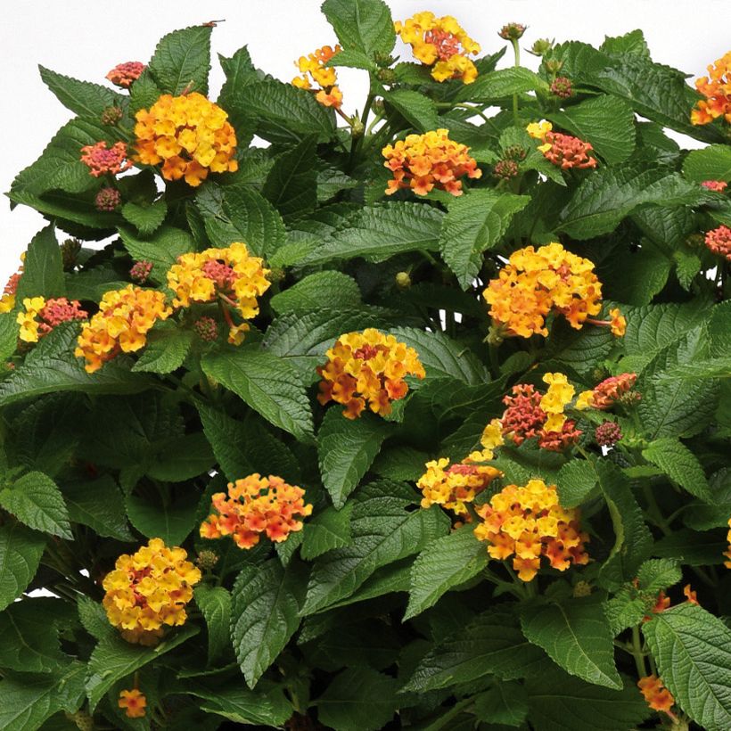 Lantana Bloomify Orange (Fioritura)
