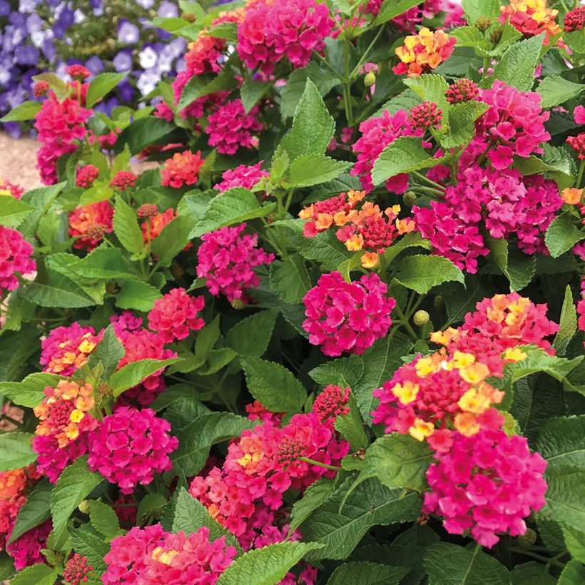 Lantana Bloomify Rose (Fioritura)