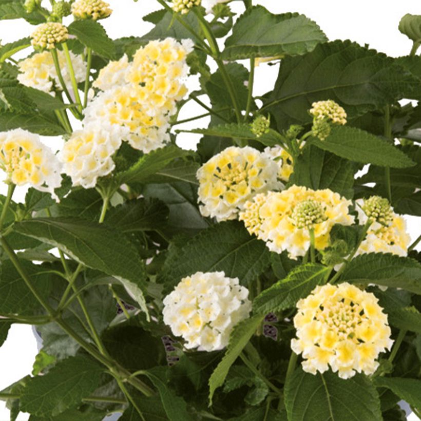 Lantana Bloomify White (Fioritura)