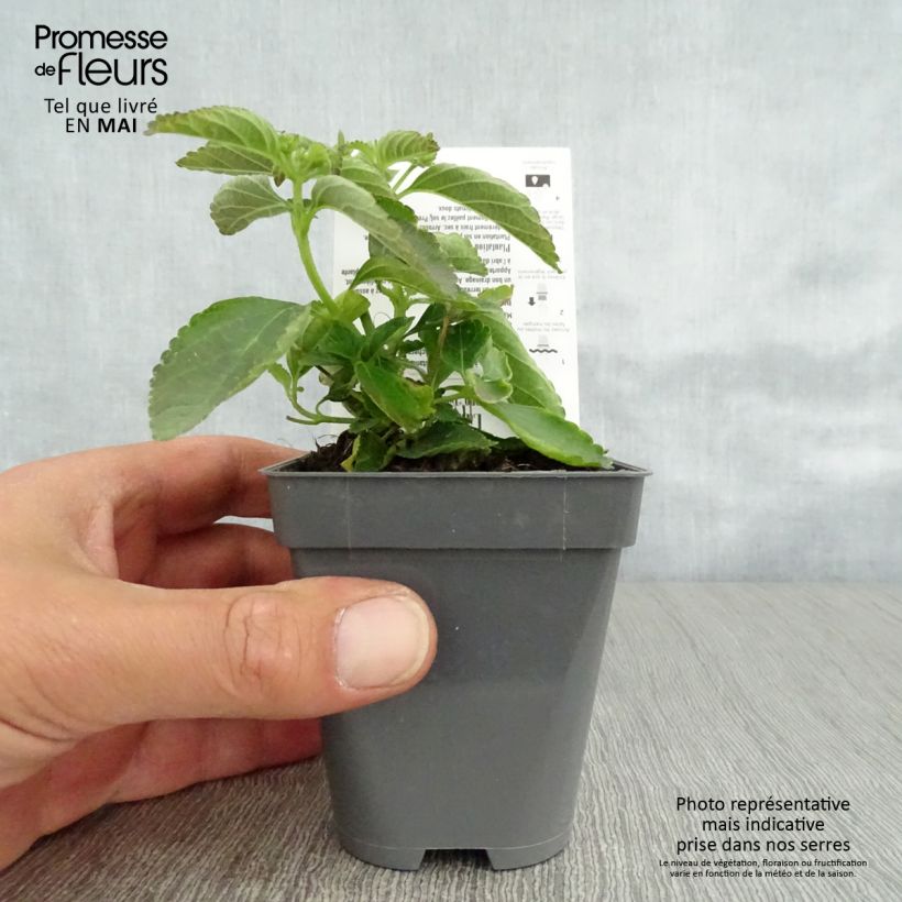 Lantana Calippo Tutti Frutti Vasetto da 8/9 cm esemplare consegnato in primavera