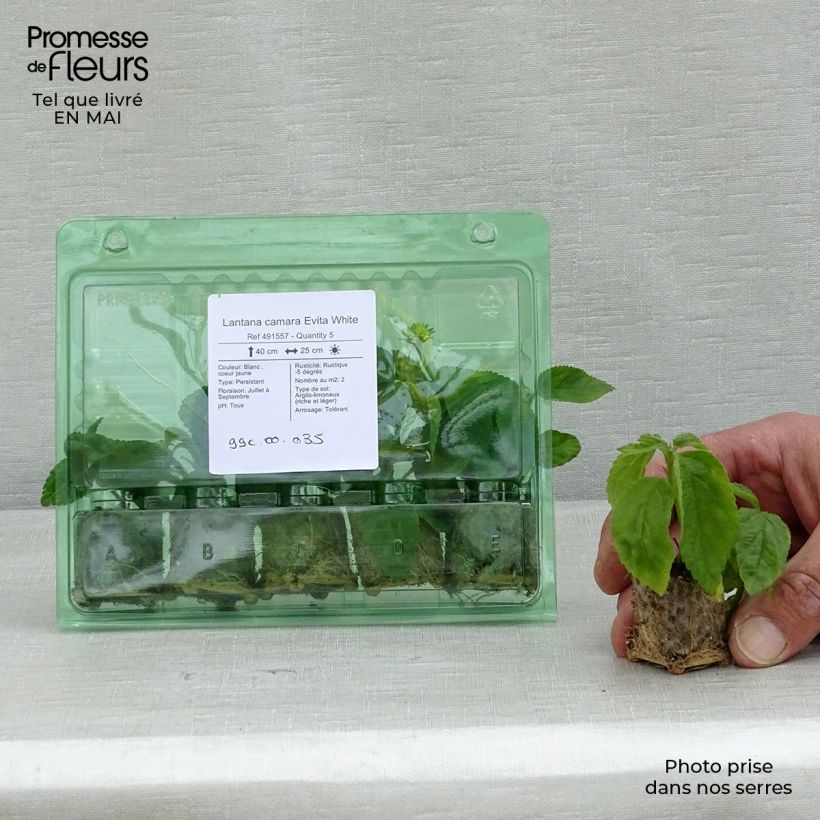 Example of Lantana Evita White mini zolla... as you get in printemps